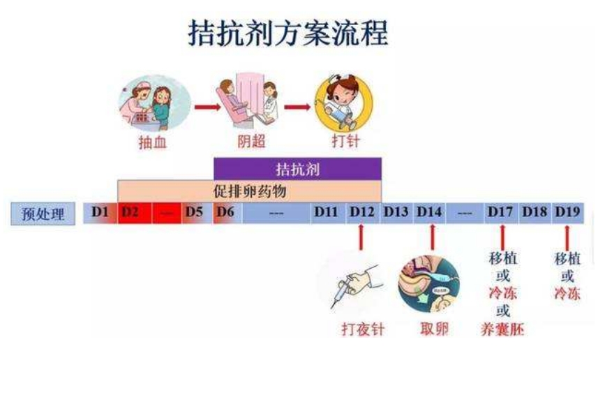 试管选择拮抗剂方案卵子质量更好?