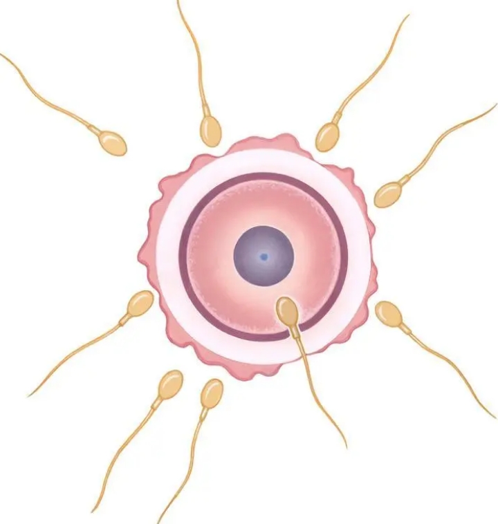 卵子大小及试管精卵结合过程解析